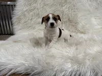 processed/2f51a86d-f991-408b-999f-2e75fbb89263/listing/33c8d6c2-48af-4b92-b41c-b1e15a892e50/92f2fff8-e54a-4c6c-bc52-799d44f7391a