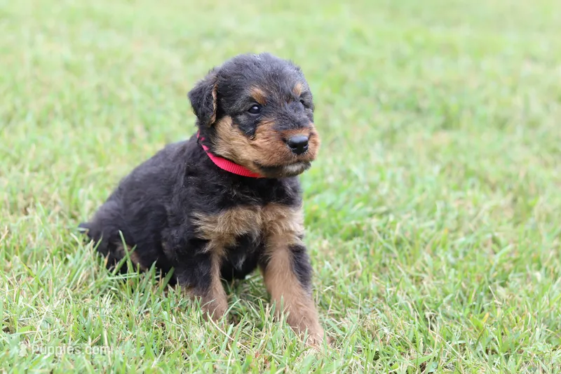 AKC Xaviar – Airedale Terrier puppy for sale in Benton, IL