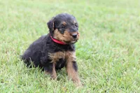 AKC Xaviar, a male Airedale Terrier for sale in Benton, IL – 1 of 4