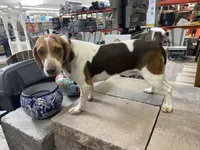 AKC Reba, a female Beagle for sale in Benton, IL – 3 of 4