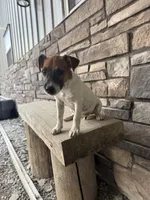 UKC Zane , a male Jack Russell Terrier for sale in Benton, IL – 5 of 8