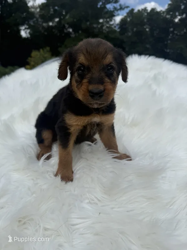 AKC Zoe  – Airedale Terrier puppy for sale in Benton, IL