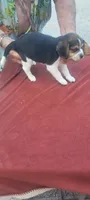 AKC Freedom , a female Beagle for sale in Benton, IL – 2 of 3