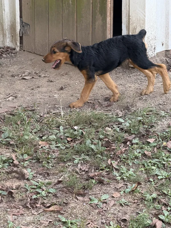 AKC Dolly  – Airedale Terrier puppy for sale in Benton, IL