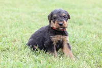 AKC Xaviar, a male Airedale Terrier for sale in Benton, IL – 3 of 4
