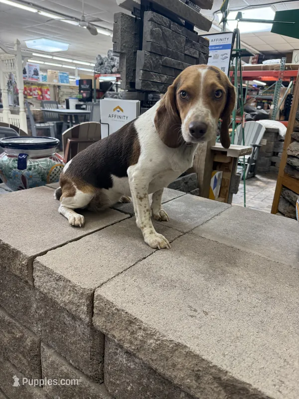 AKC Reba – Beagle puppy for sale in Benton, IL