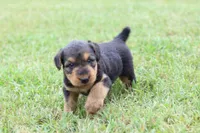 AKC Taffy, a female Airedale Terrier for sale in Benton, IL – 2 of 3
