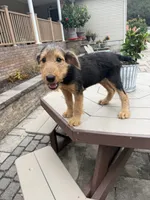 AKC Judd, a male Airedale Terrier for sale in Benton, IL – 3 of 5