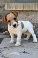 UKC Brody, a male Jack Russell Terrier for sale in Benton, IL – 4 of 4