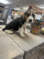 Sadie, a female Beagle for sale in Benton, IL – 3 of 4