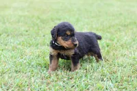 AKC Jimmy, a male Airedale Terrier for sale in Benton, IL – 4 of 4