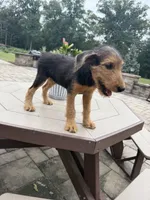 AKC Judd, a male Airedale Terrier for sale in Benton, IL – 2 of 5
