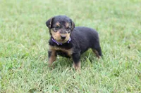 AKC Zander, a male Airedale Terrier for sale in Benton, IL – 2 of 4