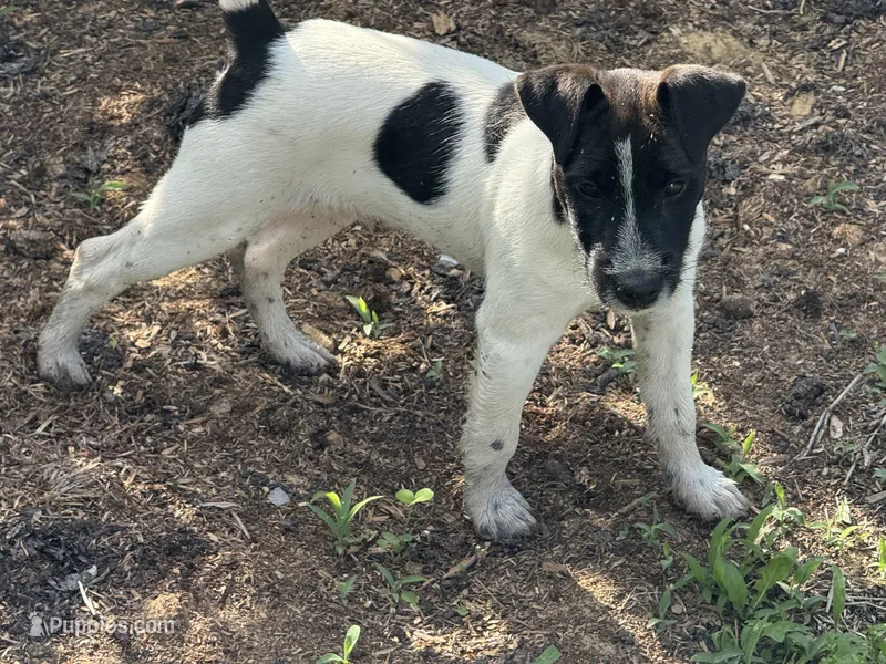 Jrtca Rocky – Jack Russell Terrier puppy for sale in Benton, IL