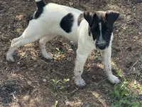 Jrtca Rocky, a male Jack Russell Terrier for sale in Benton, IL – 1 of 5
