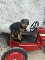 AKC Zander Special Needs, a male Airedale Terrier for sale in Benton, IL – 3 of 4