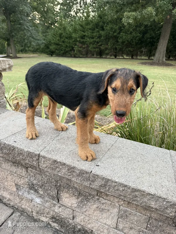 AKC Zander Special Needs – Airedale Terrier puppy for sale in Benton, IL