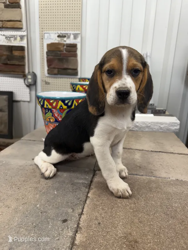 AKC Tia – Beagle puppy for sale in Benton, IL