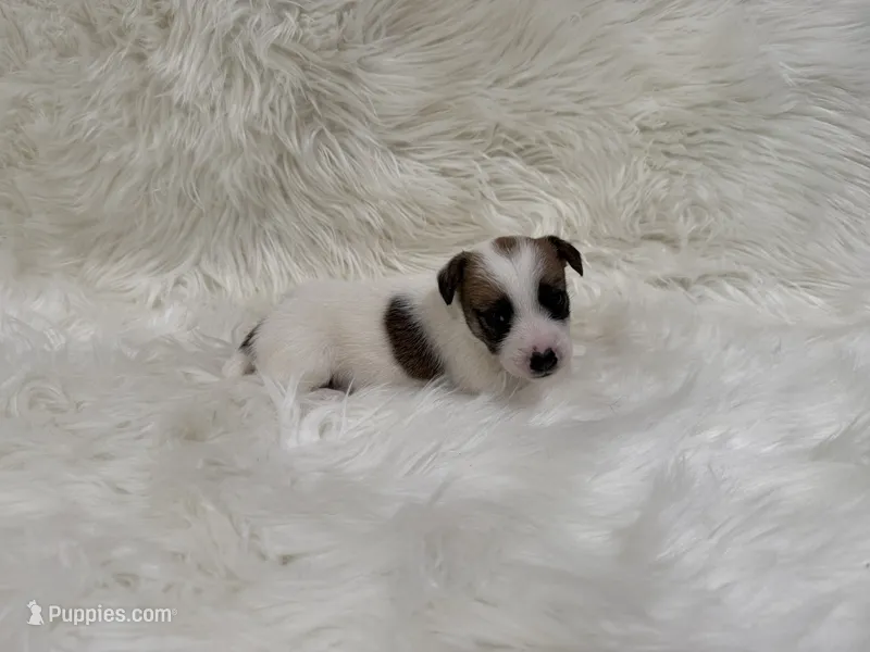 UKC Ziggie  – Jack Russell Terrier puppy for sale in Benton, IL
