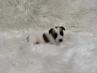 UKC Ziggie , a female Jack Russell Terrier for sale in Benton, IL – 1 of 5