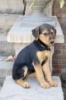 AKC Zoe , a female Airedale Terrier for sale in Benton, IL – 3 of 3