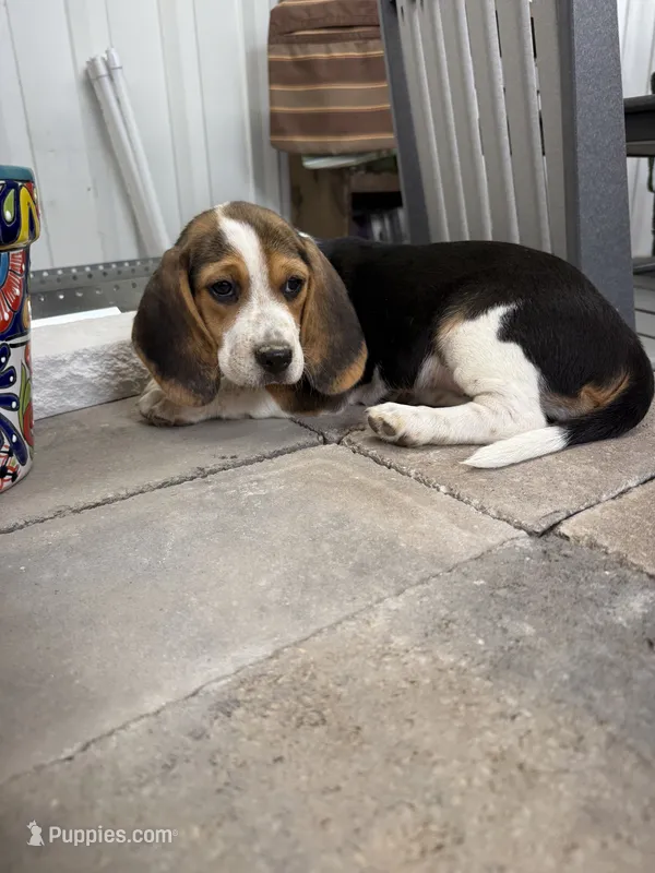 AKC Freedom  – Beagle puppy for sale in Benton, IL