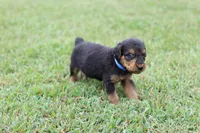 AKC Juke , a male Airedale Terrier for sale in Benton, IL – 2 of 4