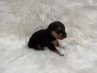 AKC Zander, a  Airedale Terrier for sale in Benton, IL – 2 of 5