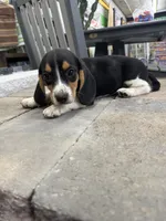 Simon, a male Beagle for sale in Benton, IL – 3 of 4