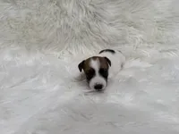UKC Cosmo , a male Jack Russell Terrier for sale in Benton, IL – 2 of 5