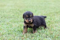 AKC Jimmy, a male Airedale Terrier for sale in Benton, IL – 3 of 4