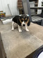 Sean, a male Beagle for sale in Benton, IL – 2 of 4
