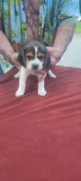 AKC Freedom , a female Beagle for sale in Benton, IL – 3 of 3
