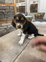Sophie , a female Beagle for sale in Benton, IL – 3 of 4