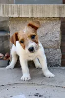 UKC Brody, a male Jack Russell Terrier for sale in Benton, IL – 3 of 4