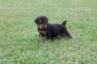 AKC Juke , a male Airedale Terrier for sale in Benton, IL – 4 of 4