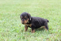 AKC Trina , a female Airedale Terrier for sale in Benton, IL – 2 of 4