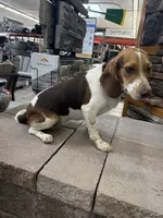 AKC Reba, a female Beagle for sale in Benton, IL – 4 of 4