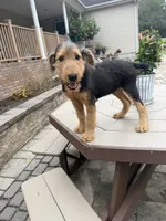 AKC Judd, a male Airedale Terrier for sale in Benton, IL – 1 of 5
