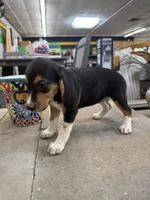 Sammy, a female Beagle for sale in Benton, IL – 2 of 4