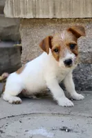 UKC Brody, a male Jack Russell Terrier for sale in Benton, IL – 2 of 4