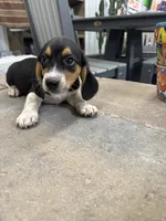 Sparky, a male Beagle for sale in Benton, IL – 4 of 5