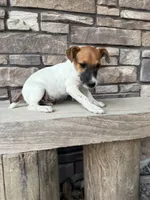 UKC Zane , a male Jack Russell Terrier for sale in Benton, IL – 7 of 8