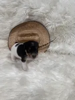 Jrtca Sawyer, a male Jack Russell Terrier for sale in Benton, IL – Photo 5 of 5