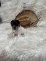 Jrtca Sawyer, a male Jack Russell Terrier for sale in Benton, IL – Photo 4 of 5