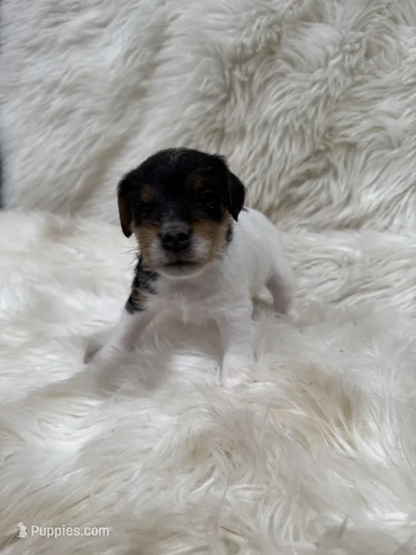 Jrtca Sawyer – Jack Russell Terrier puppy for sale in Benton, IL