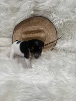 Jrtca Sawyer, a male Jack Russell Terrier for sale in Benton, IL – Photo 3 of 5