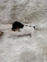 Jrtca Sawyer, a male Jack Russell Terrier for sale in Benton, IL – Photo 2 of 5