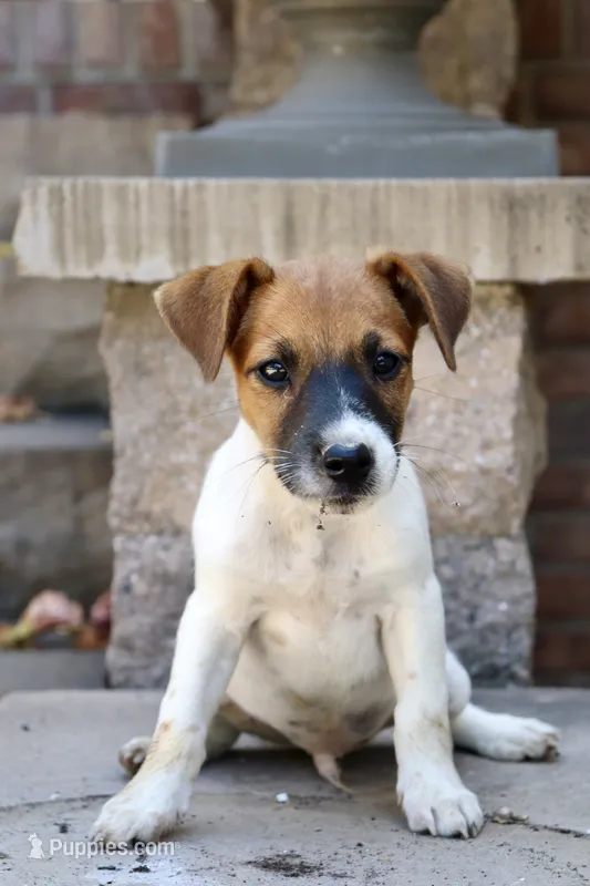 UKC Zane  – Jack Russell Terrier puppy for sale in Benton, IL