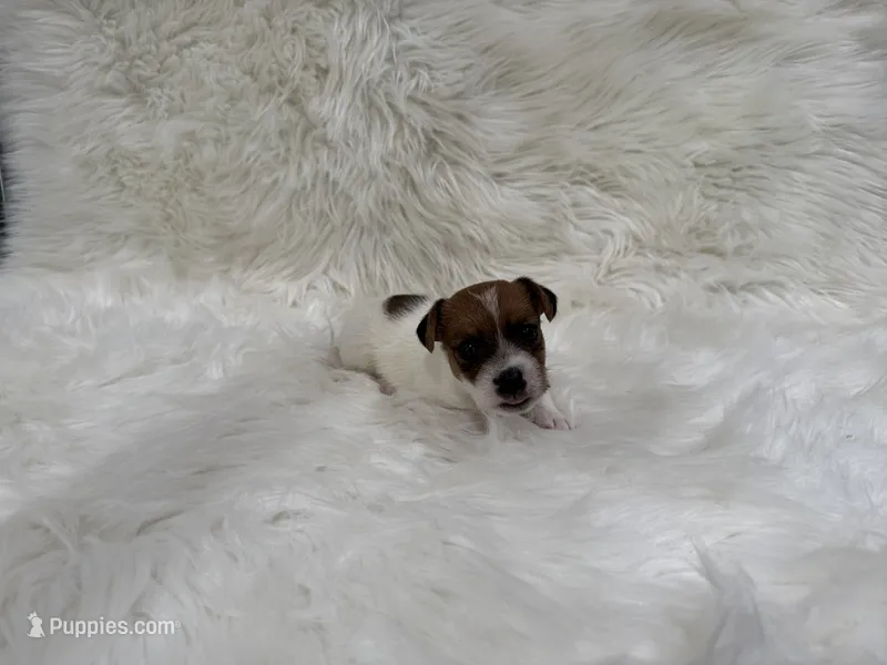 UKC Brody – Jack Russell Terrier puppy for sale in Benton, IL